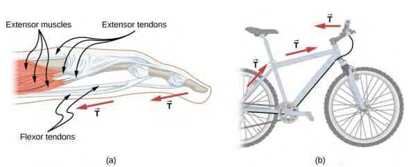 Figure a shows the muscle structure of a human finger. Broad muscles at the base are labeled extensor muscles. These are attached to the extensor tendons. Tendons along the length of the finger are labeled flexor tendons. Arrows labeled T are shown from the upper part of the finger towards the base. Figure b shows a bicycle. Arrows labeled T are shown from the centre of the back wheel to the seat bar, from the seat bar to the handle bar and from the handle towards the back of the bicycle.