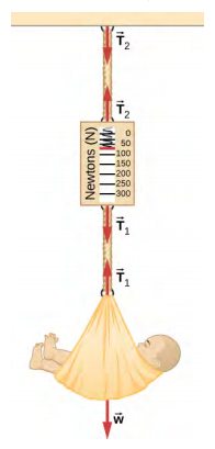 Figure shows a baby in a basket attached to a spring scale, which in turn is fixed from a rigid support. Arrow T2 points down from the support. Another arrow T2 points up from the top of the scale. Arrow T1 points down from the bottom of the scale. Another arrow T1 points up from the basket. Arrow w points down from the basket. The scale has markings from 0 to 300 Newtons.