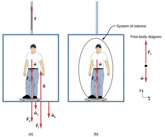 一个人正站在电梯里的浴室秤上。 他的体重 w 由胸部附近指向下方的箭头显示。 F sub s 是体重秤对人的力，由从他的脚开始垂直向上的向量表示。 W sub s 是刻度的重量，由一个以刻度为起点的向量指向垂直向下表示。 W sub e 是电梯的重量，由从电梯底部开始垂直向下的一根断箭头表示。 F sub p 是人物在体重秤上的力，从刻度开始绘制，垂直向下指向。 F sub t 是刻度在电梯地板上的力，垂直向下指向，N 是地板在体重秤上的法向力，从靠近秤的电梯开始，指向上方。 (b) 电梯的体重秤上显示的是同一个人，但只显示了少数几个力量作用于该人，这是我们感兴趣的系统。 W 由向下作用的箭头表示，F sub s 是刻度对人的力，由从他的脚开始垂直向上的向量表示。 还显示了自由体图，其中两个力作用于一个点。 F sub s 垂直向上起作用，w 垂直向下作用。 显示了一个 x y 坐标系，正的 x 向右，正 y 向上。