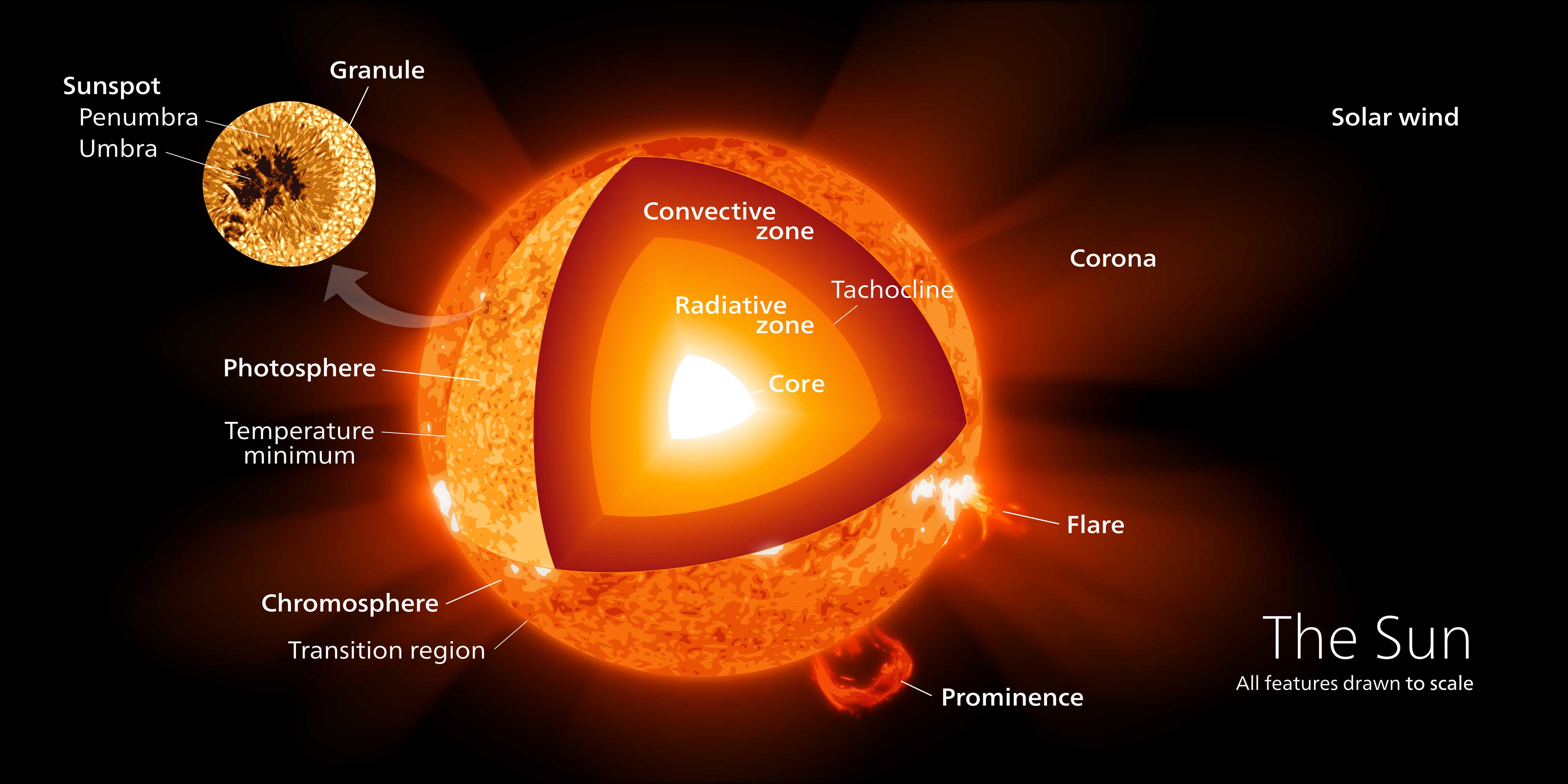 Diagram showing the four major regions of the sun, the connective zone, radiative zone, interface zone, and core.
