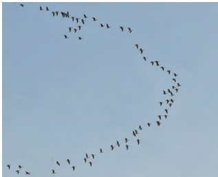 A photograph of geese flying in a V formation.