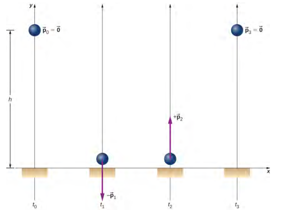 一个球在四个不同的时间显示。 在 t sub 0 时，球位于地板上方 h 的距离，p sub 0 等于 0。 在 t sub 1 时，球在地板附近。 球处的向下箭头标记为减去 p sub 1。 在 t sub 2 时，球在地板附近。 球处的向上箭头标记为 plus p sub 2。 p sub 1 和 p sub 2 箭头的长度相同。 在 t sub 3 处，球再次处于高度 h，p sub 3 等于零。