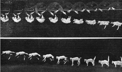 Uma fotografia de exposição múltipla de um gato caindo. Na primeira imagem, o gato é segurado pelos pés, de cabeça para baixo. Ele é liberado dessa posição e cai, mas gira à medida que gira para que, nas últimas imagens, fique com o lado direito para cima.