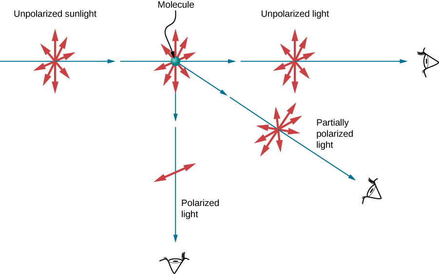 La figure illustre la diffusion de lumière non polarisée par une molécule. Comme d'habitude, les rayons sont représentés par des flèches bleues droites et les directions du champ électrique par des flèches rouges à deux pointes. La lumière incidente non polarisée possède des vecteurs de champ électrique oscillant dans toutes les directions dans le plan perpendiculaire à la direction de propagation des rayons lumineux. La molécule diffuse la lumière dans toutes les directions. La lumière diffusée dans la même direction que la lumière incidente reste non polarisée. La lumière diffusée dans la direction perpendiculaire à la direction de la lumière incidente est polarisée perpendiculairement au plan défini par les rayons incidents et diffusés. La lumière diffusée dans une direction intermédiaire est partiellement polarisée. Le champ électrique perpendiculaire au plan a une amplitude plus grande que le champ parallèle au rayon incident.