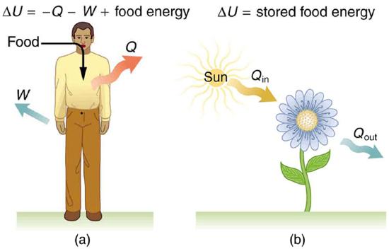 Part a of the figure is a pictorial representation of metabolism in a human body. The food is shown to enter the body as shown by a bold arrow toward the body. Work W and heat Q leave the body as shown by bold arrows pointing outward from the body. Delta U is shown as the stored food energy. Part b of the figure shows the metabolism in plants .The heat from the sunlight is shown to fall on a plant represented as Q in. The heat given out by the plant is shown as Q out by an arrow pointing away from the plant.