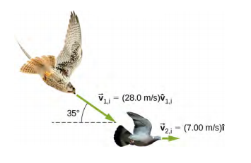 A hawk is flying toward a dove. The hawk is moving in a direction that is 35 degrees down from the horizontal at v 1 i = 28.0 meters per second v 1 i hat. The dove is moving to the right at 7.00 meters per second i hat.