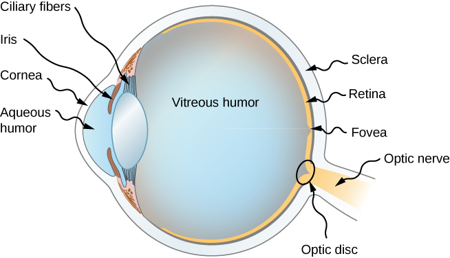 该图显示了人眼的横截面。 最前面是角膜，其次是称为房水的凸起部分。 在房水的顶部和底部，向后是虹膜。 在这和玻璃体幽默之间是纤毛纤维。 玻璃体幽默构成了眼睛的大部分，其形状大致是圆形的。 在背面，最外层被标记为巩膜，然后是视网膜。 视网膜上有一个标有中央凹的小坑。 眼睛与背部的视神经相连，交界处是一个标有视盘的小圆圈。