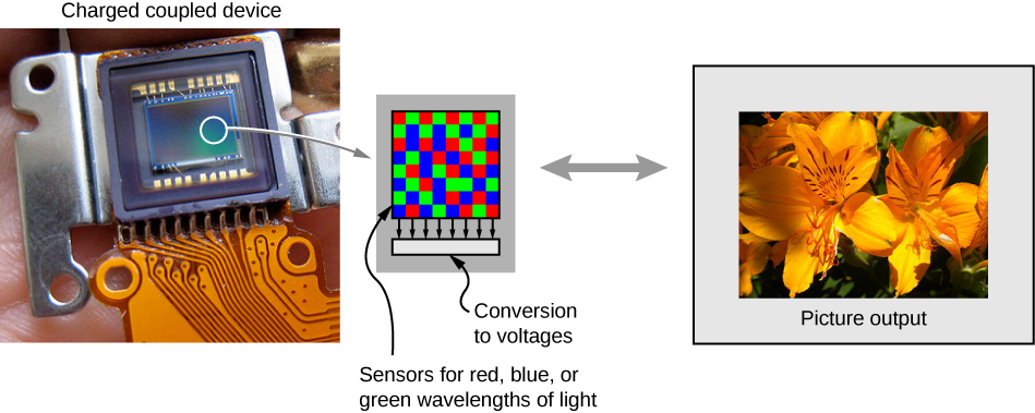 图中显示了电荷耦合器件的照片。 其中一小部分被放大，显示了几个带有红色、蓝色和绿色方块的像素。 它被标记为 “红色、蓝色或绿色波长光传感器” 和 “转换为电压”。 显示了一张标有 “图片输出” 的花朵照片。
