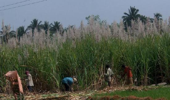 A few field workers working on the harvesting of crops. 