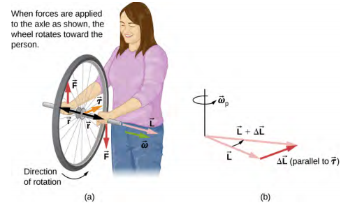 Sur la figure a, une femme, face au spectateur, tient une roue de vélo qui tourne de rayon r par l'essieu. La roue est telle que la vitesse angulaire oméga et le moment cinétique L se situent le long de l'axe de rotation de la roue, à sa gauche (à la droite du spectateur). C'est-à-dire que le mouvement de la roue est tel que le bas de la roue se déplace vers elle (dans la page). La direction de la force F appliquée par sa main gauche est indiquée vers le bas et celle par sa main droite vers le haut. Le couple tau est dirigé vers elle (dans la page.) Sur la figure b, l'addition de deux vecteurs L et delta-L, qui est parallèle au couple tau, est illustrée. La résultante des deux vecteurs est étiquetée L plus delta L. Le sens de rotation, omega sub p, est dans le sens antihoraire vu de dessus.