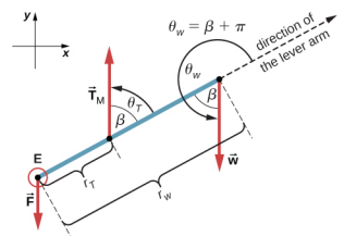 La figure est un schéma du corps libre pour l'avant-bras. La force F est appliquée au point E. La force Tm est appliquée à la distance r tau du point E. La force W est appliquée du côté opposé séparé par r w du point E. Les projections des forces sur les axes x et y sont présentées. La force Tm forme un angle thêta tau égal à bêta avec la direction du bras de levier. La force W forme un angle thêta w égal à la somme de beta et de Pi avec la direction du bras de levier.