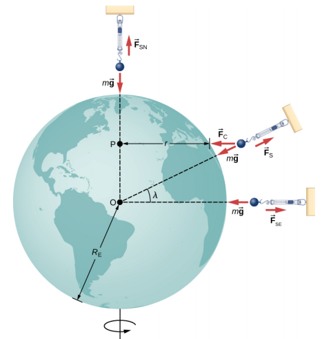 Uma ilustração da Terra, girando em seu eixo norte-sul, com massas em escamas de mola mostradas em três locais. O raio da Terra é rotulado como R E, seu centro é rotulado como O. Uma escala de mola está acima do pólo norte. Uma força ascendente F S N e uma força descendente m g são mostradas atuando sobre a massa nesta escala de mola. Uma linha tracejada é mostrada do centro da Terra até o pólo norte. Outra escala de mola é mostrada à direita do equador e uma linha tracejada conecta o centro da Terra ao equador no lado direito da Terra. As forças na massa nesta segunda escala de mola são mostradas como uma força F S E para a direita e m g para a esquerda. Uma terceira escala de mola é mostrada em um ângulo lambda em relação à horizontal. Uma linha tracejada nesse ângulo é mostrada do centro até a superfície da Terra. A distância horizontal da superfície da terra neste ângulo lambda até a linha tracejada vertical que liga o centro ao pólo norte é rotulada como r. O ponto na linha vertical tracejada onde r a encontra é rotulado P. Três forças são mostradas para a terceira massa. Uma força é rotulada como F S e aponta radialmente para fora. Uma segunda força, marcada com m g, aponta radialmente para dentro. Uma terceira força, chamada F c, aponta horizontalmente para a esquerda.