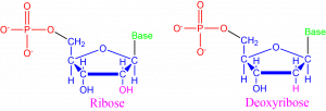 deoxyribose-300x102.png