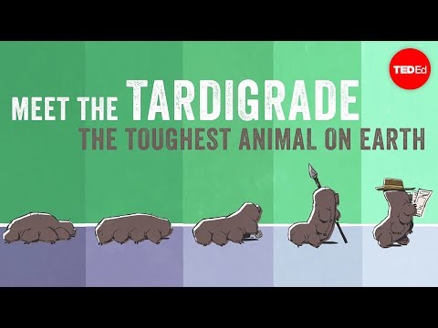 Thumbnail for the embedded element "Meet the tardigrade, the toughest animal on Earth - Thomas Boothby"