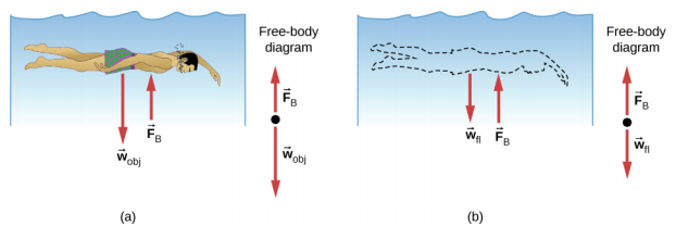 Figure A is a drawing of a person submerged in water. Force wobj is expressed by the person, force Fb is applied by the water to the person. Figure B is a drawing in which the person is replaced by water. Now Force wfl is expressed by the water that replaced the person, force Fb remains the same.