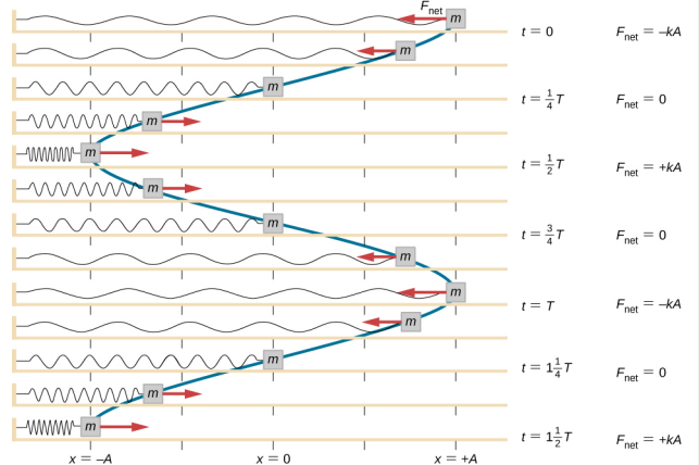图中显示了附着在水平弹簧上并在水平表面上滑动的质量的一系列插图。 质量的位置、弹簧和对质量的力每八个周期显示一次，从 t = 0 到 t = 一个半周期。 插图垂直对齐，质量的位置使用蓝线从一个图形连接到另一个图形，从而创建了位置（水平）依赖于时间（垂直）的图形。 x = 0 的位置位于水平表面的中心。 在上图中，质量为 x = +A，净力在左边，等于 — k A。弹簧的拉伸量最大。 时间为 t = 0。 在第二张图中，质量介于 x = +A/2 和 x = A 之间，净力在左边，小于上一张图中的值。 弹簧的拉伸程度小于 t=0 时的拉伸量。 在第三张图中，质量为 x = 0，没有净力。 春天很轻松。 时间为 t = 四分之一 T 在第四张图中，质量介于 x =-A/2 和 x =-A 之间，净力在右边。 力的大小与第二张图中的力的大小相同。 弹簧有些压缩。 在第五张图中，质量在 x =-A 处，净力在右边，等于 + k A。弹簧的压缩量最大。 时间为 t = 1/2 T 在第六张图中，质量介于 x =-A/2 和 x =-A 之间，净力在右边。 力的大小与第二张图中的力的大小相同。 弹簧有些压缩。 这张图与第四张图相同。 在第七张图中，质量为 x = 0，没有净力。 春天很轻松。 时间为 t = 3/4 T。此图形与第三张图相同。 在第八张图中，质量介于 x = +A/2 和 x = A 之间，净力在左边。 这张图与第二张图相同。 在第九张图中，质量为 x = +A，净力在左边，等于 — k A。弹簧的拉伸量最大。 时间为 t = 0。 此图表与第一个（顶部）图表相同。 其余四张图重复第二、第三、第四和第五张图，第十一张图的时间为 t = 1 和 1/4 T，第十三张图的时间为 t = 1 和 1/2 T。连接质量位置的曲线形成垂直正弦曲线。