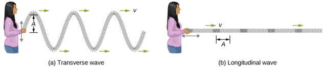 Figure a, labeled transverse wave, shows a person holding one end of a long, horizontally placed spring and moving it up and down. The spring forms a wave which propagates away from the person. This is labeled transverse wave. The vertical distance between the crest of the wave and the equilibrium position of the spring is labeled A. Figure b, labeled longitudinal wave, shows the person moving the spring to and fro horizontally. The spring is compressed and elongated alternately. This is labeled longitudinal wave. The horizontal distance from the middle of one compression to the middle of one rarefaction is labeled A.