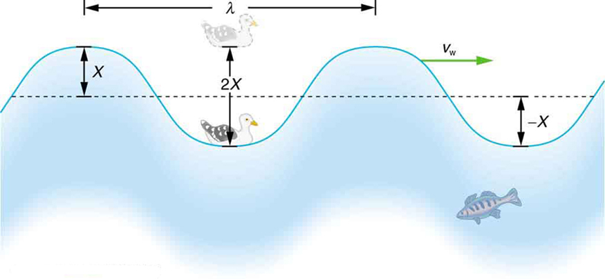A figura mostra uma onda oceânica idealizada com duas cristas e duas calhas que passa sob uma gaivota marinha que balança para cima e para baixo em movimentos harmônicos simples. A onda tem uma lambda de comprimento de onda, que é a distância entre partes idênticas adjacentes da onda. A altura de uma crista é igual à profundidade da calha que é X, portanto, a distância vertical total entre o topo de uma crista e a parte inferior da calha é de dois X.