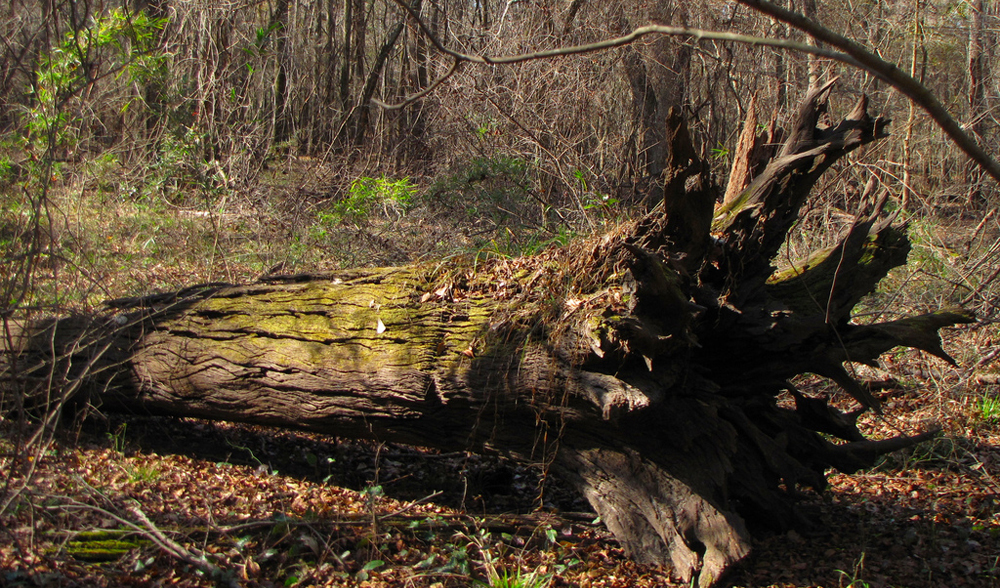 Fotografia de uma velha árvore em uma floresta que havia caído há algum tempo.