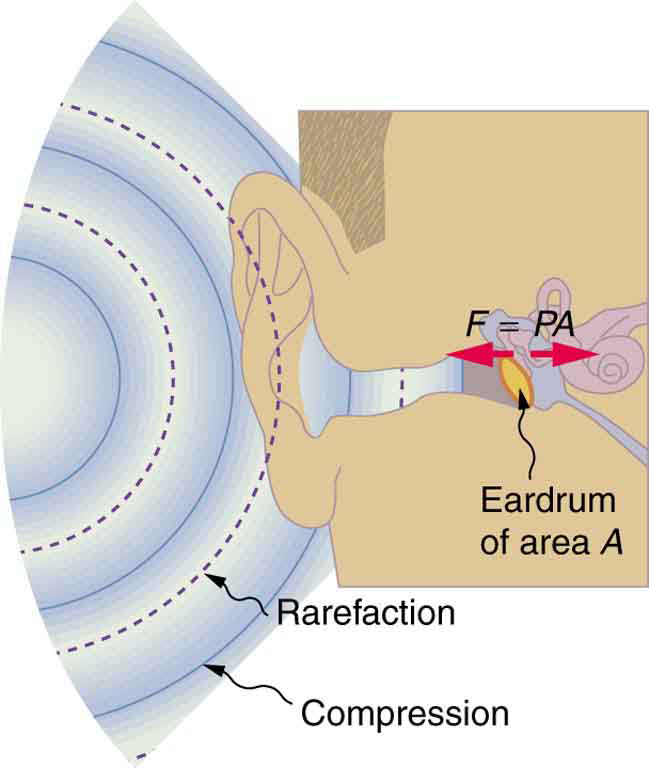 O diagrama de uma orelha é mostrado com compressões de ondas sonoras e facções raras entrando no ouvido como arcos semicirculares de linhas ousadas e pontilhadas. É mostrado que a seção transversal do tímpano marcado como A vibra para frente e para trás com uma força F igual a P vezes A.