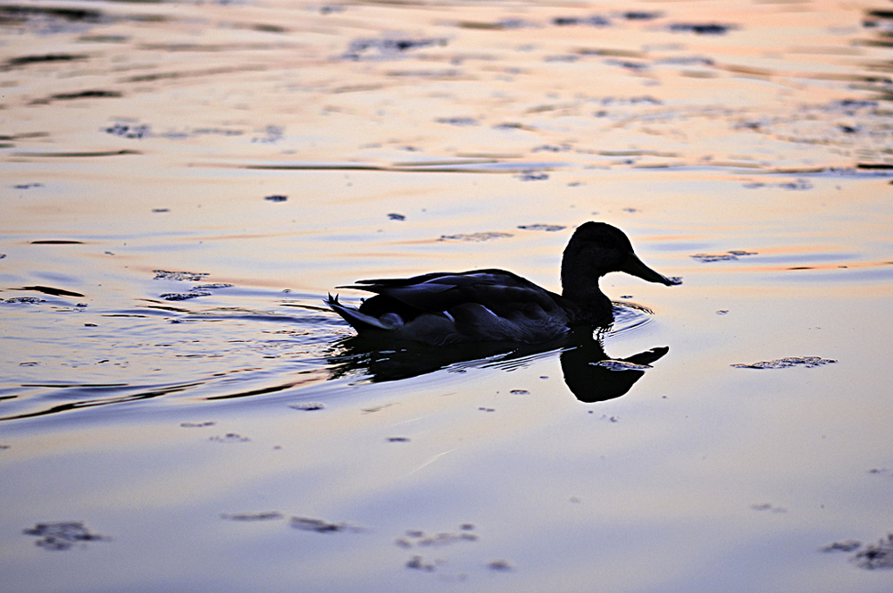 Fotografia de um pato preto nadando na água. O caminho deixado pelo pato na água mostra uma forma quase cônica.