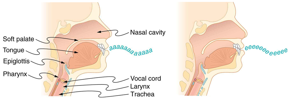 Two pictures of the throat and mouth in cross-section are shown. The first picture has parts of the mouth and throat labeled. The first picture shows the position of the mouth and tongue when producing an a a a sound, and the second picture shows the position of the mouth and tongue when producing an e e e sound.