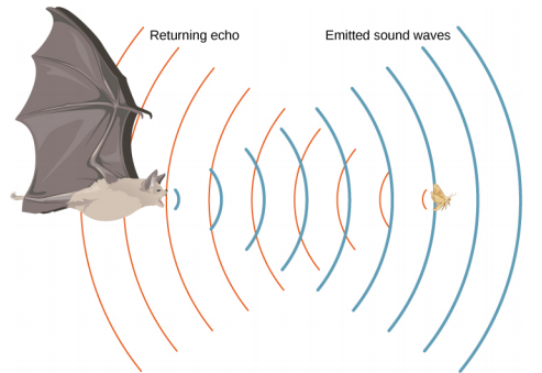 图片是一幅发出声波的飞行蝙蝠的画。 波浪从飞行的昆虫身上反射出来，然后返回到蝙蝠身上。