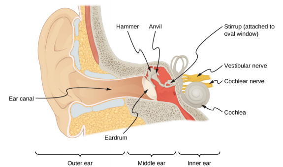 Picture is a drawing of an ear. It shows the ear canal finishing with the eardrum. Hammer connected to the anvil is in the in the contact with the eardrum. Behind the eardrum is the hammer and the anvil. The anvil is connected to the stirrup which is attached to the oval window. Cochlea, cochlear nerve and vestibular nerve are in contact with the stirrup.