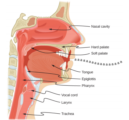 Picture is a schematic diagram of the mouth and a throat system. Air travels from trachea to the larynx, pharynx, and mouth. Vocal cord is located between larynx and pharynx. Epiglottis is located above pharynx. Tongue is located in the mouth. Soft palate tops the mouth. Hard palate separates mouth from the nasal cavity.