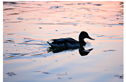 一张鸭子在水中游泳并产生弓尾的照片。