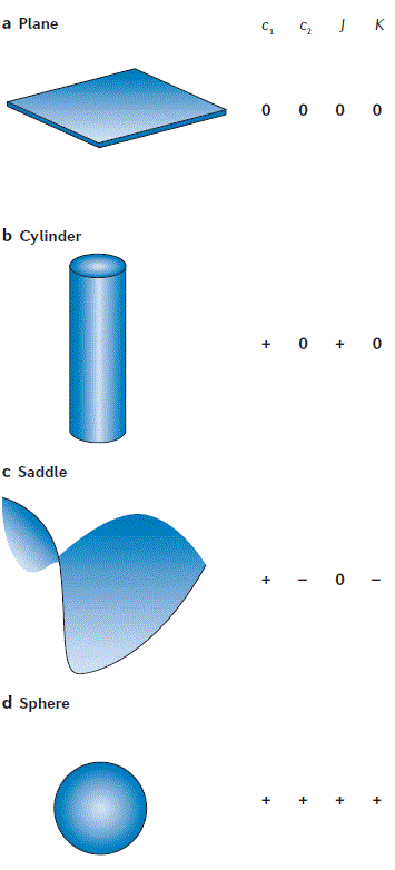 Basic membrane shapes.GIF