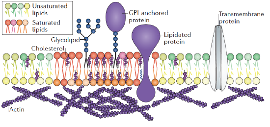 2.5: Surface Tension and Line Tension - Physics LibreTexts