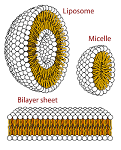 2: Membranes - Aggregated Lipids