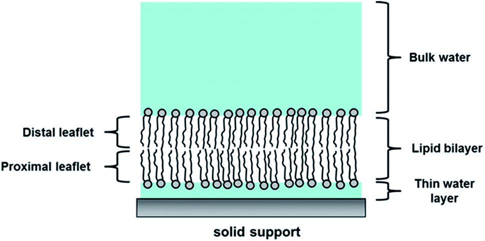 bilayer schematic.gif