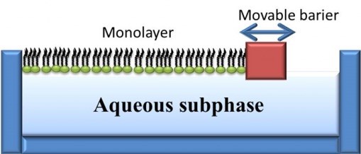 Monolayer membrane schematic.jpg