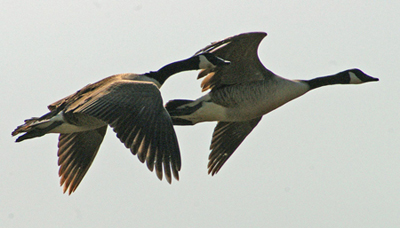 Dois gansos canadenses voando próximos um do outro no céu.