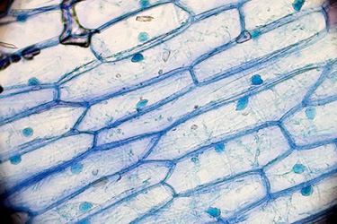 Membranas celulares das células da cebola, de aparência semelhante a uma seção de uma parede de tijolos.