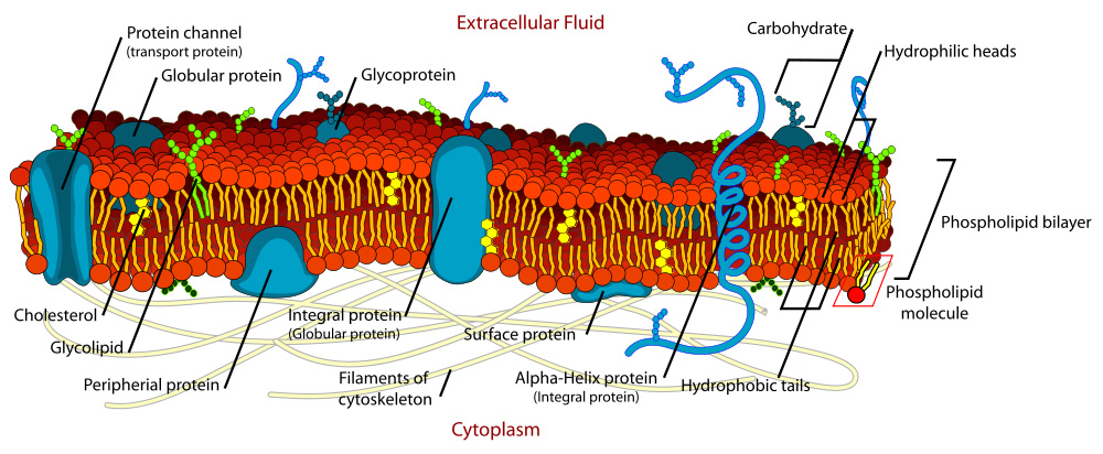 Um diagrama detalhado de uma membrana celular é mostrado com partes rotuladas como Canal de proteína, proteína globular, glicoproteína, carboidrato, cabeças hidrofílicas, bicamada fosfolipídica, molécula fosfolipídica, caudas hidrofóbicas, proteína alfa-hélice, proteína de superfície, filamentos do citoesqueleto, proteína integral, periférica proteína, glicolipídeo e colesterol.