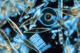 Uma imagem ampliada de um pequeno fitoplâncton nadando entre o cristal de gelo. [