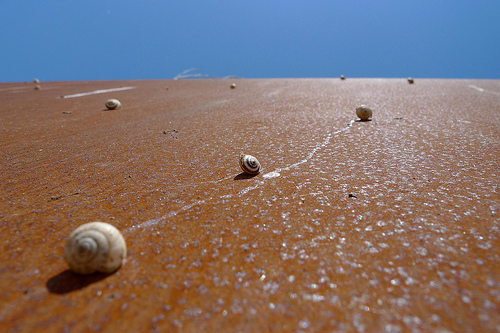 Os caracóis que deixam rastros de lodo enquanto correm entre si ao longo de uma superfície plana.