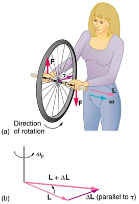 Na figura a, uma senhora está segurando a roda giratória da bicicleta com as mãos. A roda está girando no sentido anti-horário. A direção da força aplicada pela mão esquerda é mostrada para baixo e a da mão direita na direção ascendente. A direção do momento angular está ao longo do eixo de rotação da roda. Na figura b, a adição de dois vetores L e delta-L é mostrada. A resultante dos dois vetores é rotulada como L mais delta L. A direção de rotação é no sentido anti-horário.
