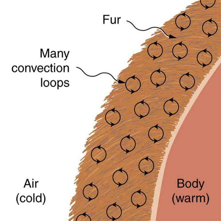 A figura mostra uma visão transversal de um corpo coberto por uma camada de pele. Várias alças de convecção são mostradas na pele. O ar externo do pelo é frio e o corpo abaixo do pelo está quente.