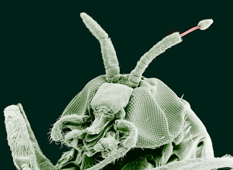 Uma imagem ampliada de uma mosca negra obtida de um microscópio eletrônico mostrando suas antenas e tentáculos.