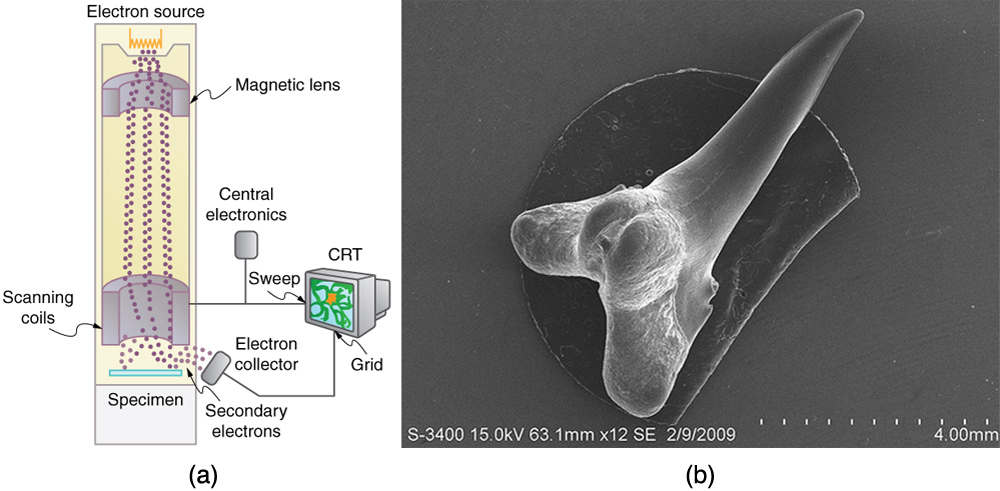 Figure a shows a schematic of an electron microscope. Figure b shows an image of a shark tooth.