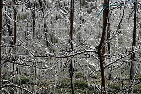 Photograph of streaks of ice hanging from branches of trees.