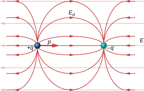 A dipole, consisting of a negative charge on the left and a positive charge on the right is in a uniform electric field pointing to the right. The dipole moment, p, points to the right. The field lines of the net electric field are the sum of the dipole field and the uniform external field, horizontal far from the dipole and similar to the dipole field near the dipole.