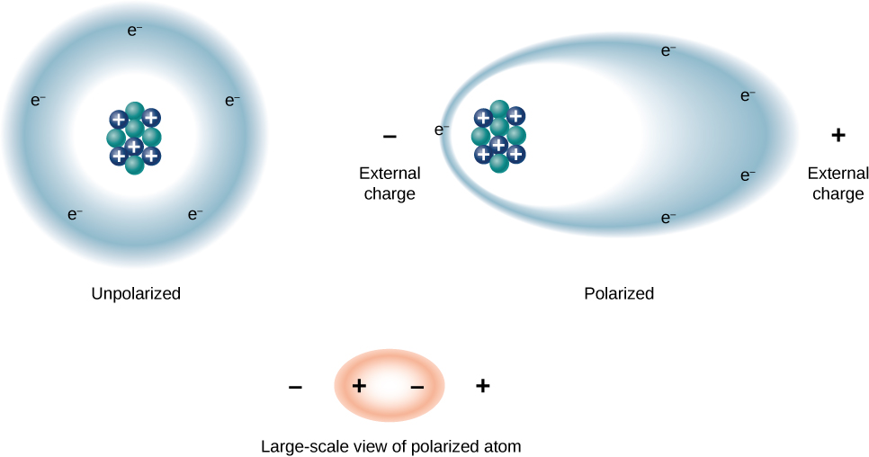 As figuras mostram uma visão em grande escala de um átomo. A Figura a mostra um átomo não polarizado, com prótons e nêutrons no centro e uma nuvem circular de elétrons ao redor do núcleo. A Figura b mostra um átomo polarizado e cargas externas positivas e negativas. O átomo tem forma oblonga, com a nuvem de elétrons sendo puxada em direção à carga externa positiva e o núcleo sendo puxado em direção à carga externa negativa. A Figura c mostra outro átomo polarizado oblongo.