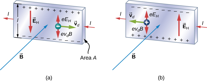 An illustration of the Hall effect: In both figures, the current in the strip is to the left and the magnetic field points into the page. In figure a, a negative charge is moving to the right with velocity v d. Positive charges accumulate at the top of the strip, negative charges at the bottom of the strip. An electric field E sub H points down. The moving charge experiences an upward force e E sub H and a downward force e v sub d B. In figure b, a positive charge is moving to the left with velocity v d. Negative charges accumulate at the top of the strip, positive charges at the bottom of the strip. An electric field E sub H points up. The moving charge experiences an upward force e E sub H and a downward force e v sub d B.