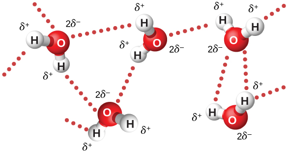 La figure montre la structure moléculaire de l'eau. La charge de chaque atome d'oxygène est de 2 delta moins. La charge de chaque atome d'hydrogène est delta plus.