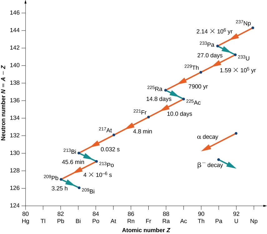 É mostrado um gráfico do número de nêutrons N = A — Z versus o número atômico Z. O decaimento alfa é mostrado por setas vermelhas apontando para baixo à esquerda, mostrando uma diminuição em N e Z. O decaimento beta é mostrado por setas azuis apontando para baixo para a direita, indicando uma diminuição em N e aumento em Z. O decaimento é mostrado da seguinte forma: Decaimento alfa de 237 Np para 233 Pa em 2,14 para 10 até a potência de 6 anos. Decaimento beta de 233 Pa para 233 U em 27 dias. O decaimento alfa de 233 U para 229 Th em 1,59 para 10 para a potência de 5 anos e de 229 Th para 225 Ra em 7900 anos. Decaimento beta de 225 Ra para 225 Ac em 14,8 dias. O alfa decai de 225 Ac para 221 Fr em 10 dias, de 221 Fr para 217 At em 4,8 minutos e de 217 At para 213 Bi em 0,032 segundos. A versão beta caiu de 213 Bi para 213 Po em 45,6 minutos. Decaimento alfa de 213 Po para 209 Pb em 4 em 10 para a potência menos 6 segundos. Decaimento beta de 209 Pb para 209 Bi em 3,25 horas.